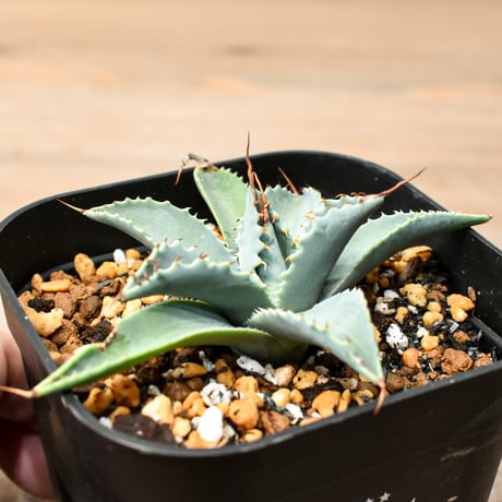 アガベ ハイブリット 日系イシスメンシス×象牙妖炎（陽炎エボリ）【台湾botanical_seeker産】RF25011379