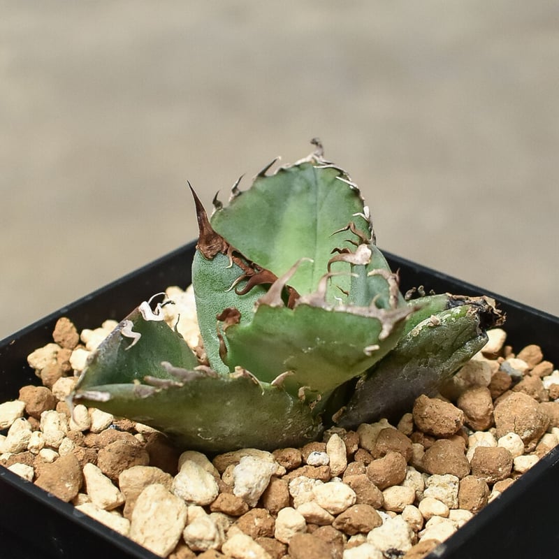 アガベ　チタノタ　白鯨　国産青葉　子株 アガベ チタノタ 