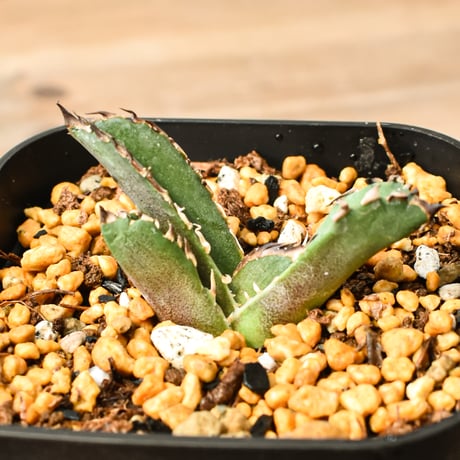 アガベ麻花龍 | STORES