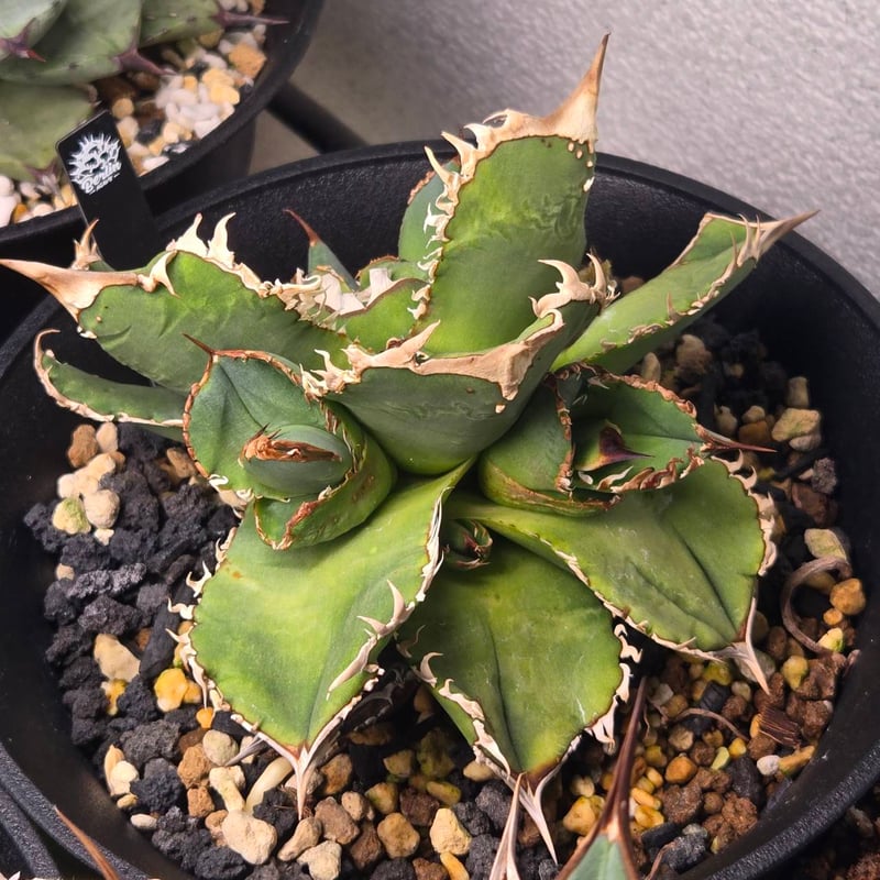 【現品】 【陶器鉢セット】アガベ チタノタ オテロイ 阿修羅 良血統 大株 5号 現品】 【陶器鉢セット】アガベ チタノタ オテロイ 阿修羅 良血統 大株 5号