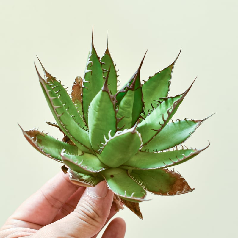 l*8様 多肉植物・アガベ・チタノタ・ホリダ・極上強刺・四頭株 l*8様 多肉植物・アガベ・チタノタ・ホリダ・極上強刺・四頭株 多肉