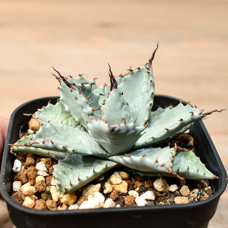 アガベ ハイブリット 日系イシスメンシス×象牙妖炎（陽炎エボリ）【台湾botanical_seeker産】RF25011388