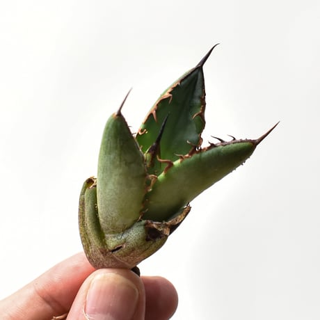 CATEGORY アガベ 実生苗 | RAFLUM / ラフラム｜東京、大阪の塊根植物