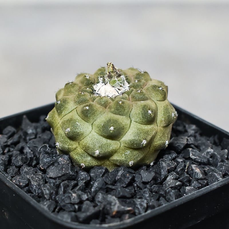 散斑入りグロリオサ HORIZON CLEAR tortoise サングラス | jugaad14