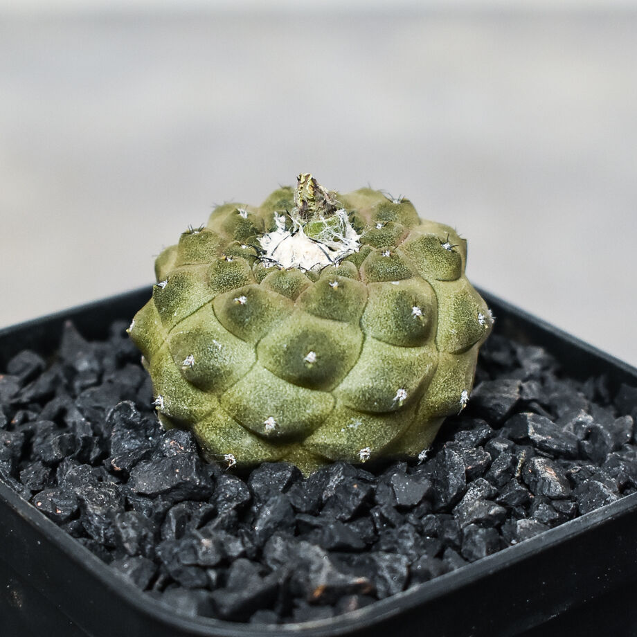 コピアポア ヒポガエア 