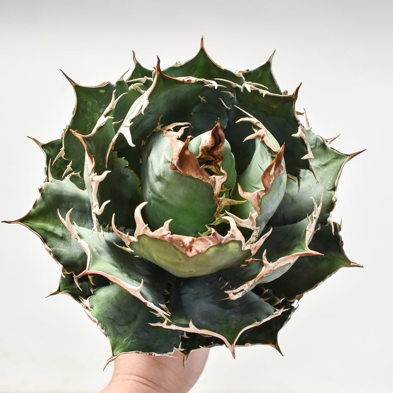 残り僅か アガベ オテロイ 種子 1000粒 Agave oteroi seed