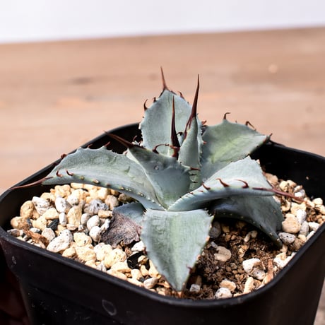 アガベ ハイブリット （パラサナ、イシスメンシス）× 曙光【台湾botanical_seeker産】F RF25011566
