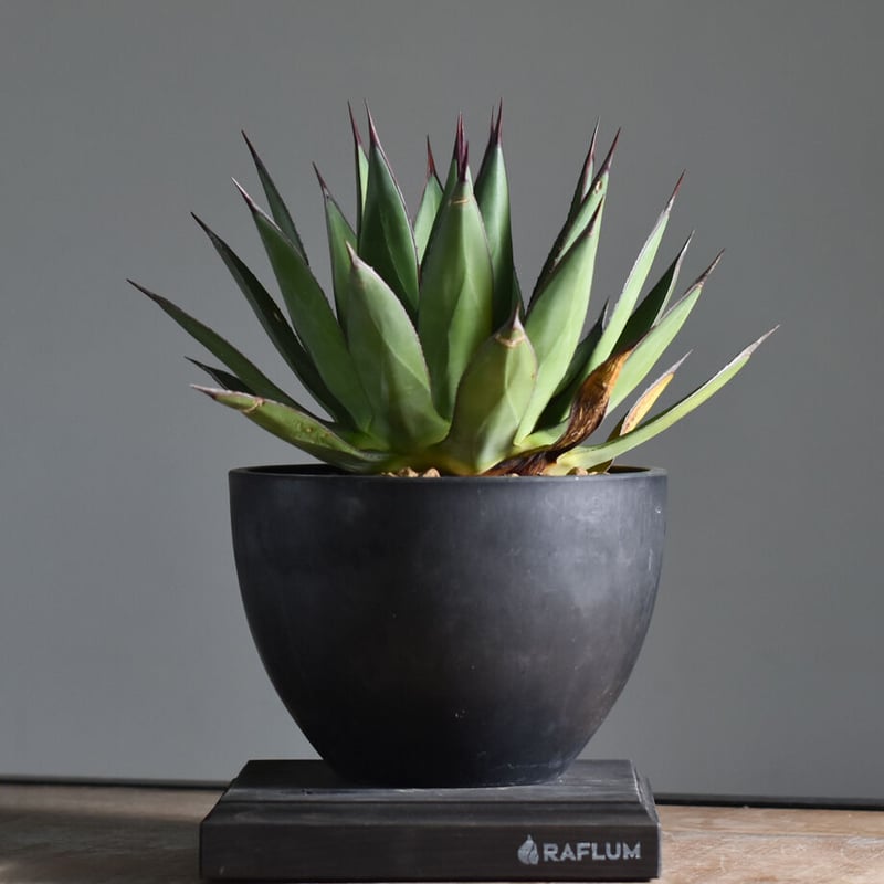 アガベ ブルーエンペラー【超希少種！アガベマクロアカンサ×笹の雪