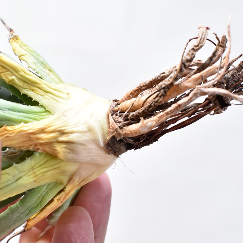 アガベ Dennis hybrid 妖炎×甲妖 【台湾DENNIS産/抜き苗/子株