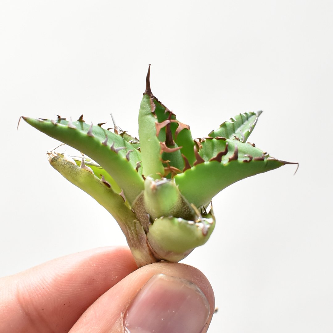 アガベ Dennis hybrid ホリダ×鬼爪（026） 