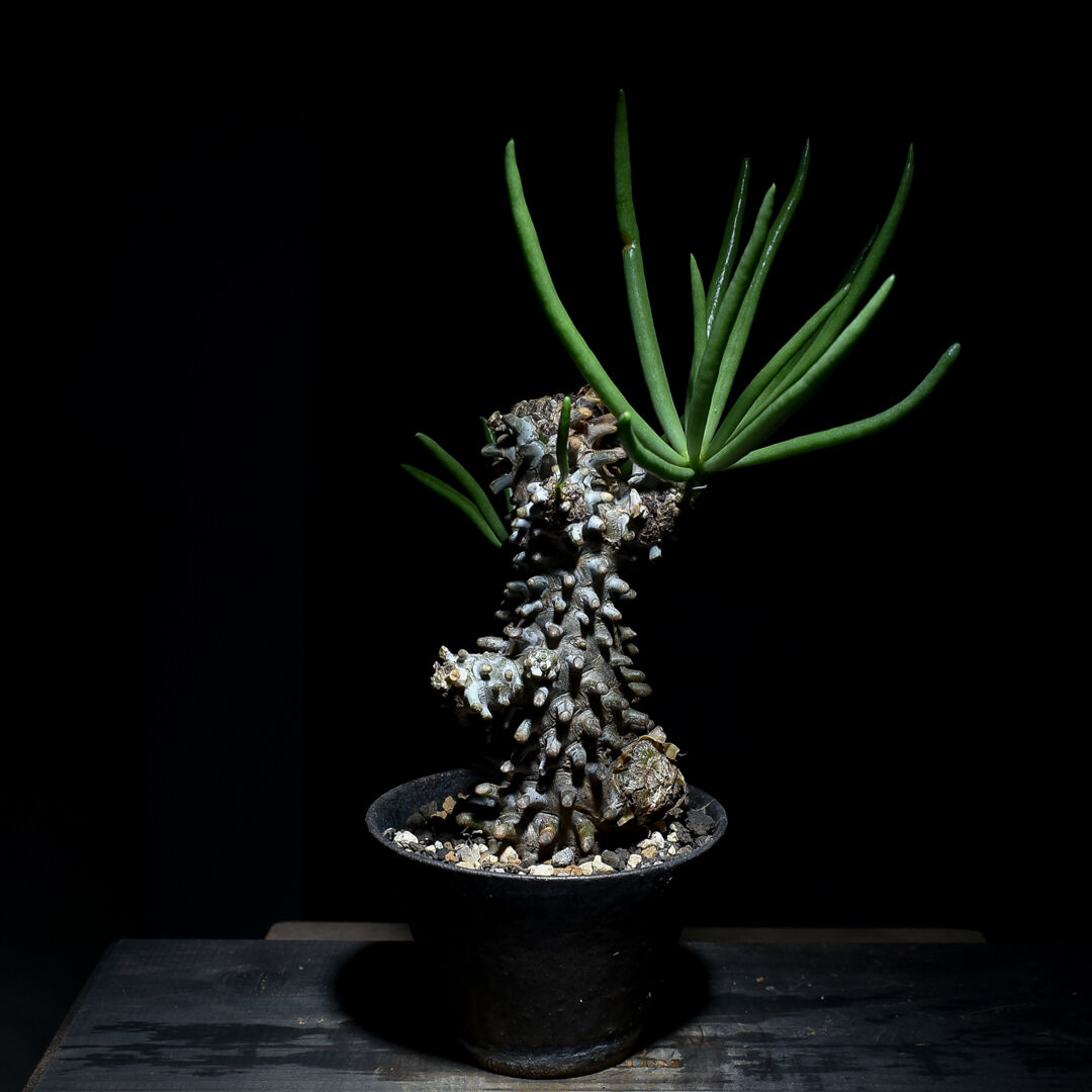 チレコドン ワリチー 