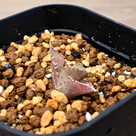 【RAFLUM育成株 5個セット】アガベ Mexico oteroi seeding / オテロイ実生 メキシコ産  【RAFLUM産/実生/子株】C2