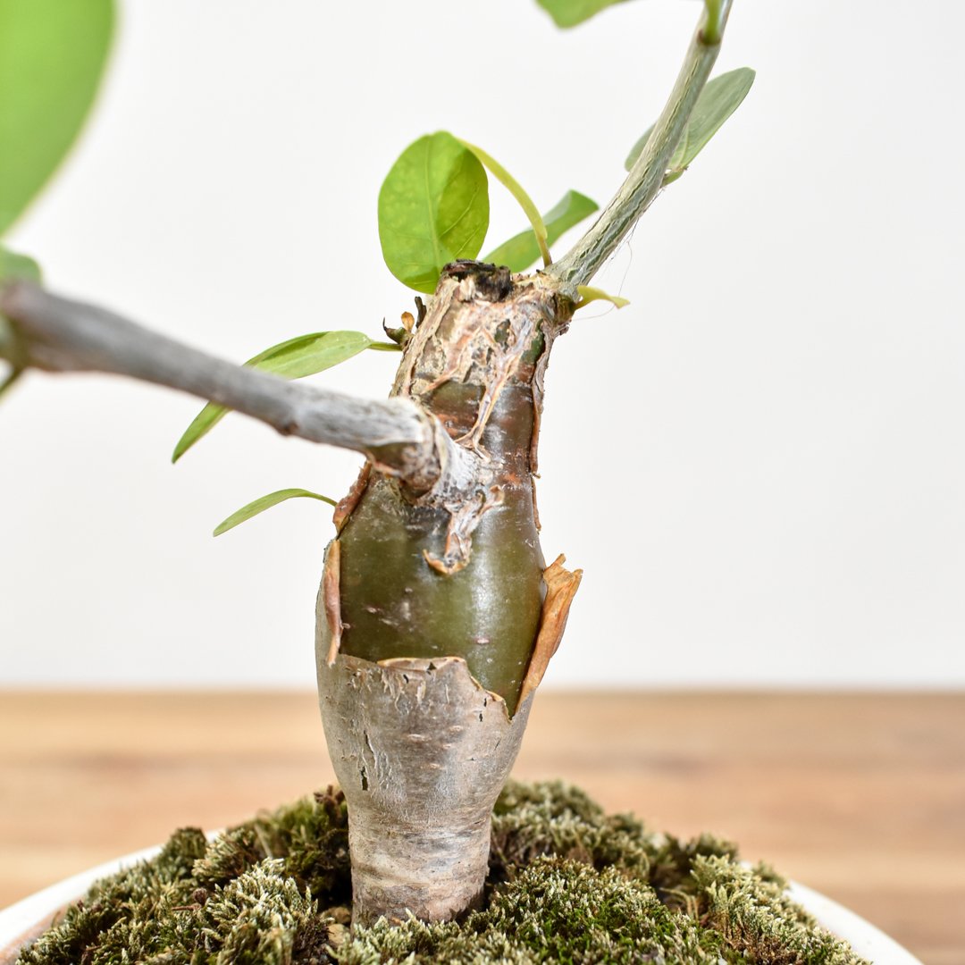 塊根植物　ブルセラ　スコレッチテンダリ 塊根植物 ブルセラ スコレッチテンダリ 塊根植物 ブルセラ スコレッチ