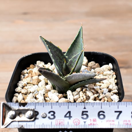 アガベ ハイブリット "邪霊" (特白肌怒雷神×血妖) 【台湾botanical_seeker産】RF25012015