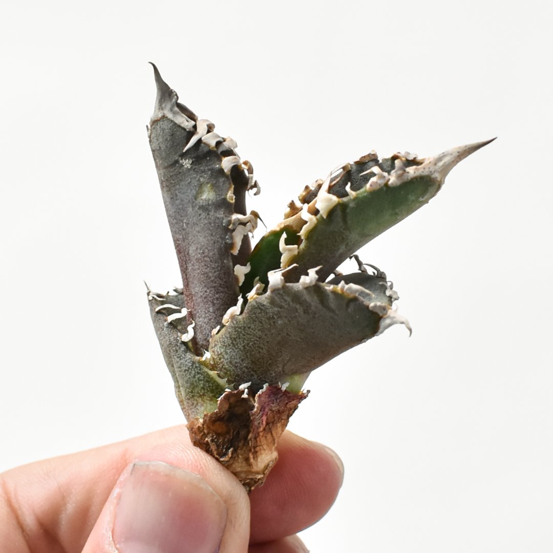 アガベ　ゴジラ中株② アガベ チタノタ ゴジラ 