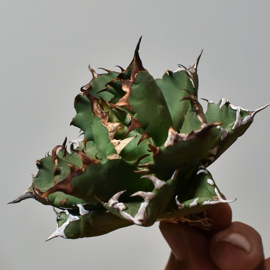 アガベ　チタノタ　姫厳竜　ドワーフ　7株まで個数指定型最大35％オフ アガベ チタノタ ドワーフ 