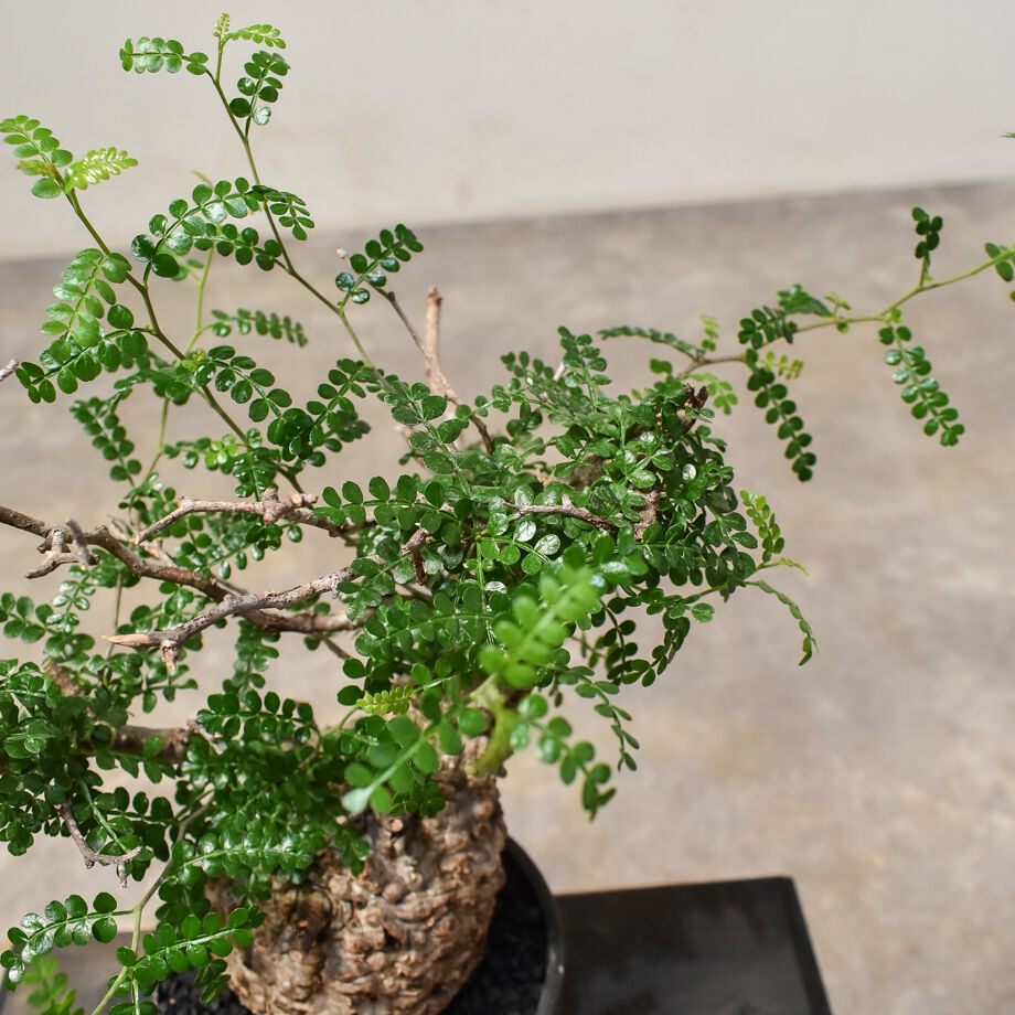 オペルクリカリア パキプス （発根済み）RF231571 | RAFLUM / ラフラム