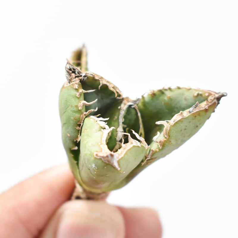 アガベ　麻花　麻花龍　ぶつぶつ　子株 Agave titanota '麻花龍' 栽培記録の紹介 – ゆるぷ