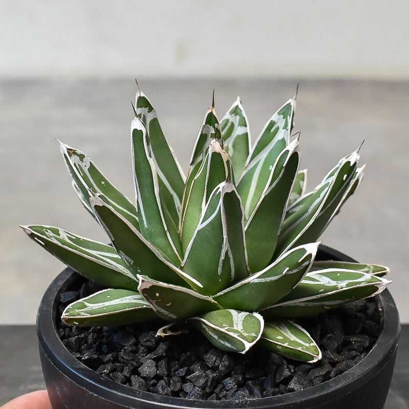 アガベ笹の雪大株ビクトリアレジーナVictoria regina