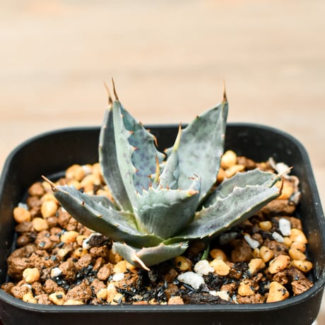 アガベ ハイブリット "邪霊" (特白肌怒雷神×血妖) 【台湾botanical_seeker産】RF25011413