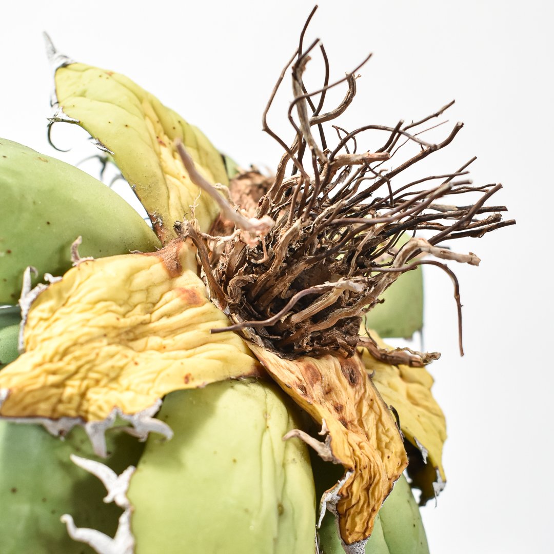 アガベ チタノタ シーザー / 精品凱撒 【台湾 dragon agave産/大株  