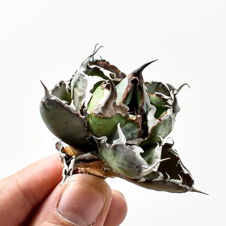 アガベ チタノタ ブラックアンドブルー BB 抜き苗 コレクション株