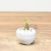 【“WACK” ON YOUR SIDE】ドルステニア  フォエチダ実生 WACK-A018-02