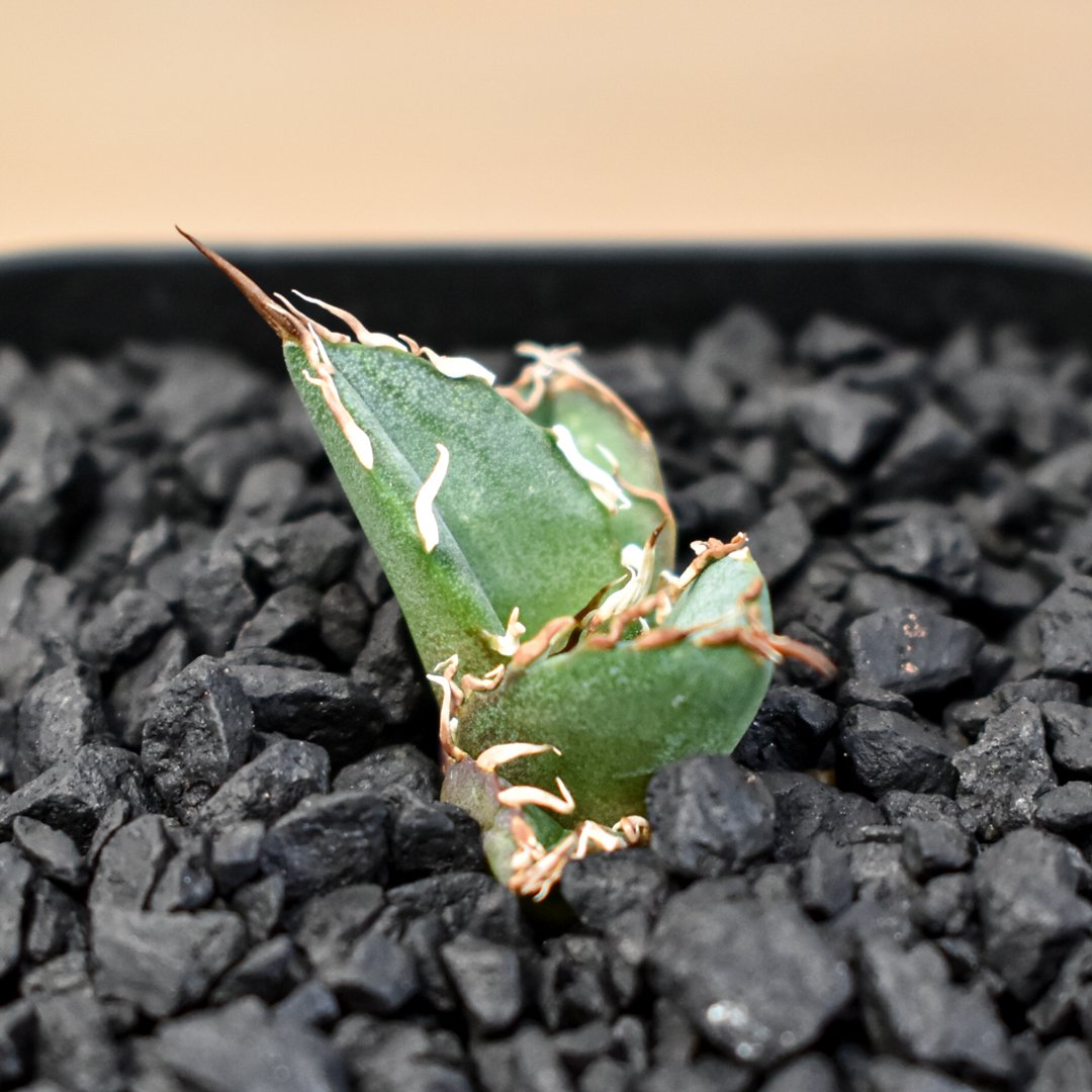 アガベ Dennis 080（Dennis hybrid / 皮卡丘×黒帝斯）【台湾DENNI