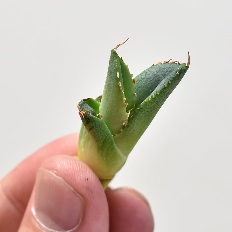 アガベ チタノタ 