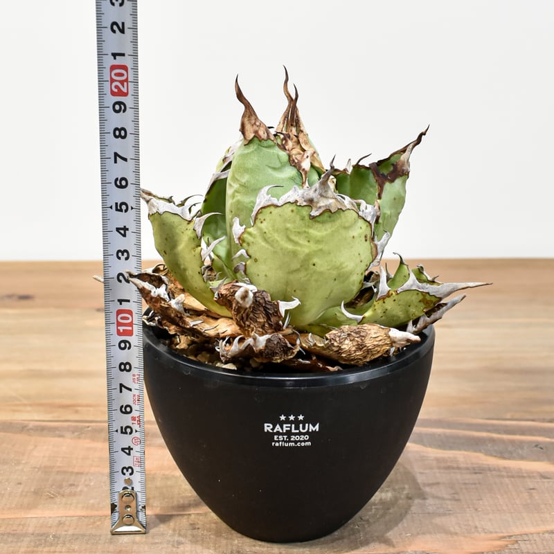 アガベ チタノタ 精品チーター 