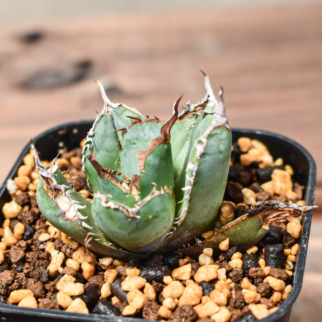 ※稀な逸品であるチタノ★高価なチタニウム素材を駆使したNo17200★モンブラン fit=scale-down,w=1200