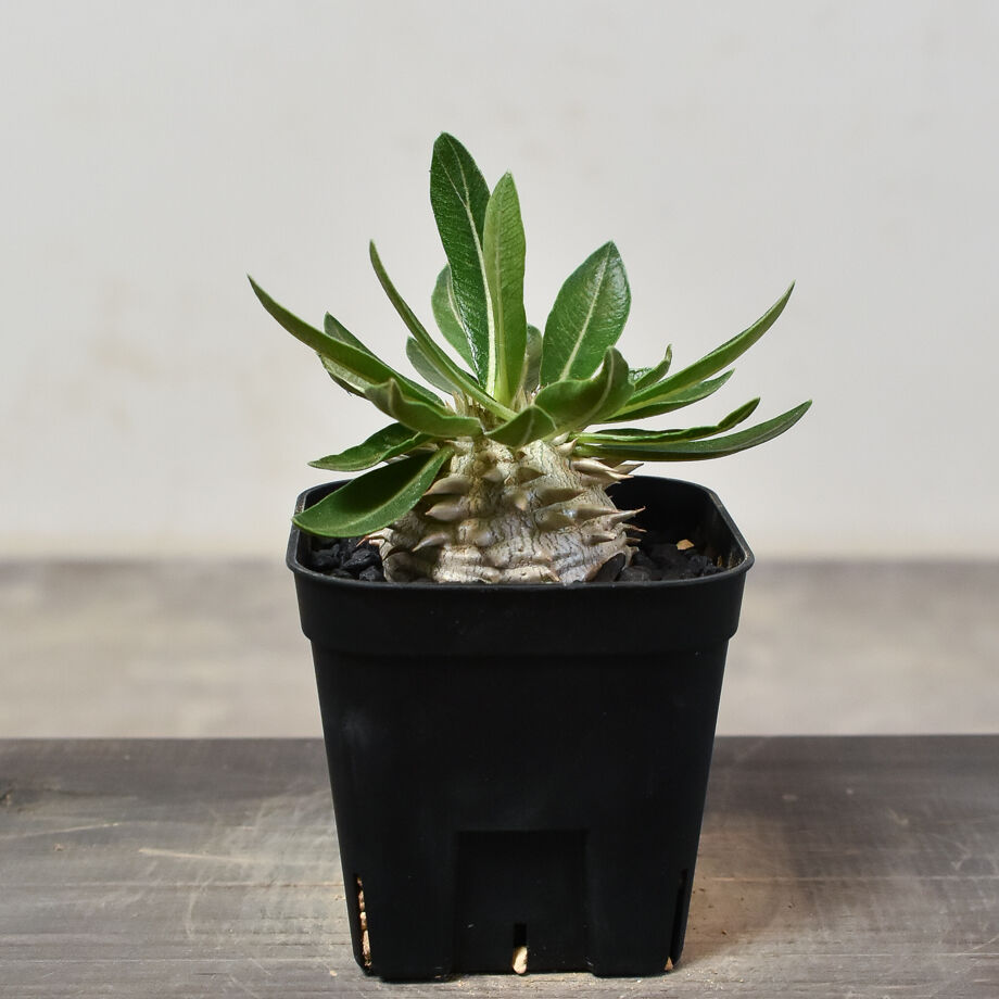 パキポディウム・デンシカウレ 