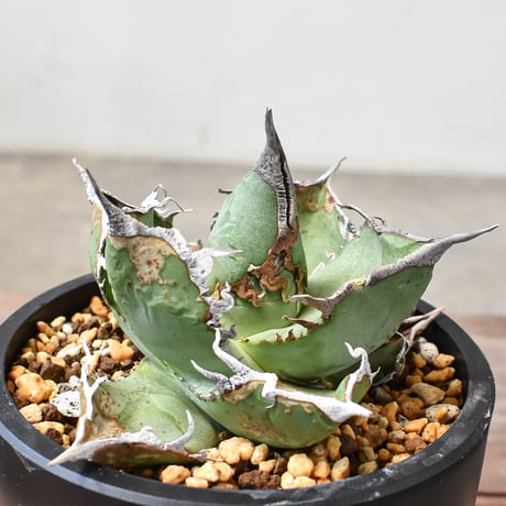 CATEGORY ディアボロ ビアンコ | RAFLUM / ラフラム｜東京、大阪の塊根