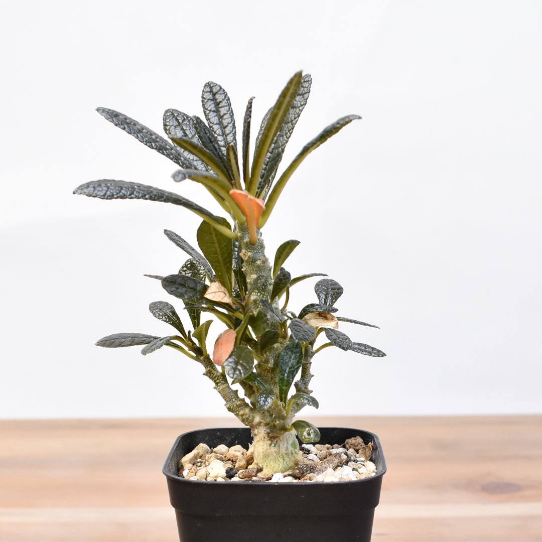 ドルステニア ギガス【実生】B | RAFLUM / ラフラム｜東京 原宿の塊根
