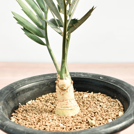 【国際希少野生動植物種登録票付】エンセファラルトス レーマニー RFHK-389