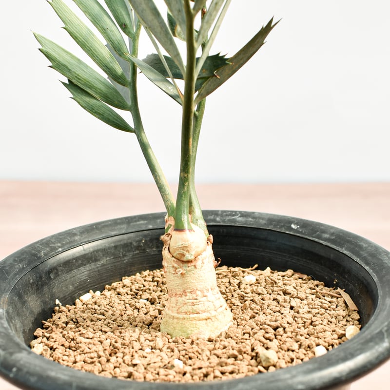 国際希少野生動植物種登録票付】エンセファラルトス レーマニー RFHK