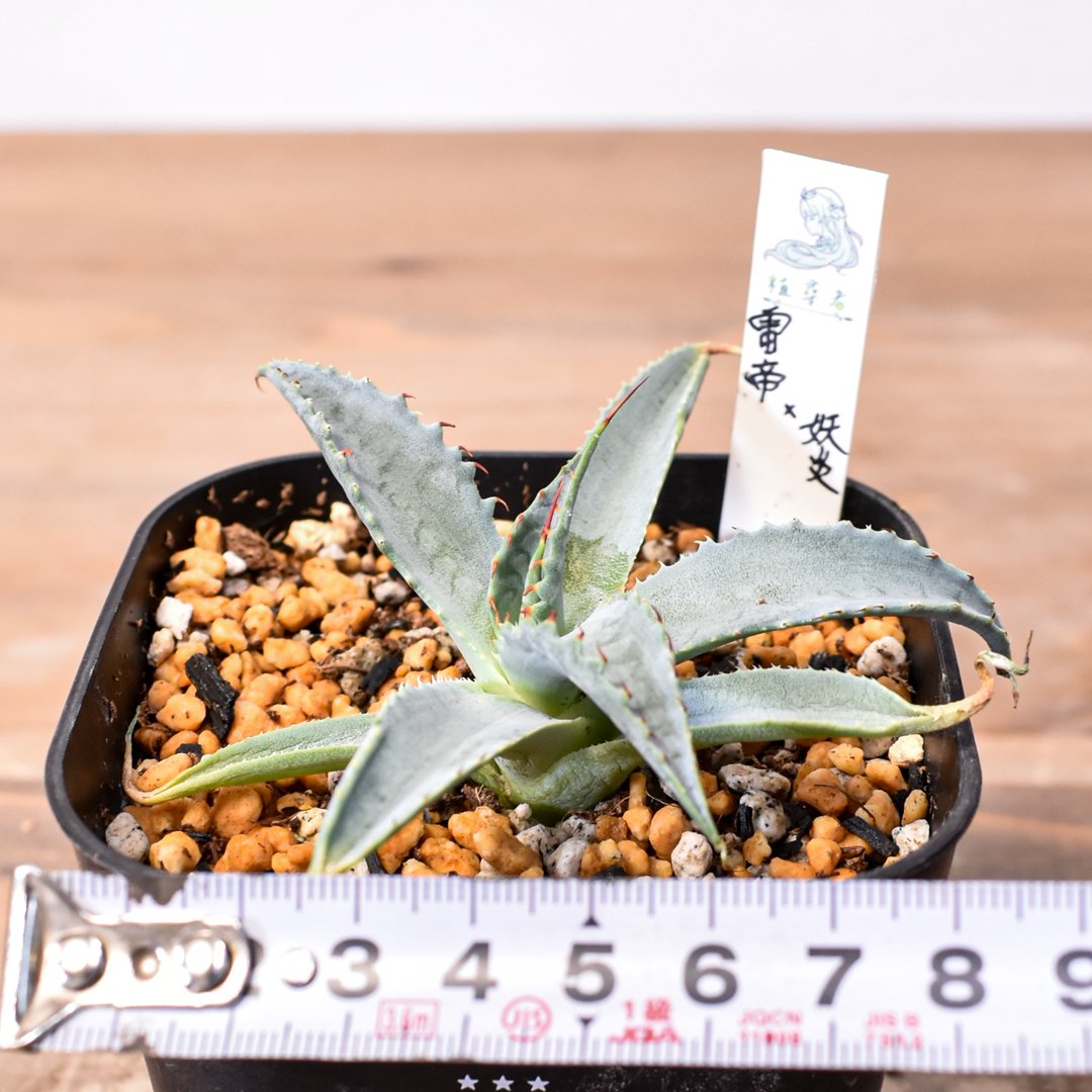 アガベ ハイブリット 雷帝×妖炎(イシスメンシス×ユタエンシス) 【台湾