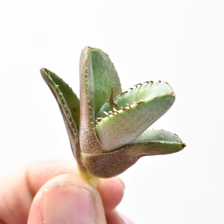 アガベ チタノタ  "白妖"  【台湾 yan chen産/TC子株/抜き苗】RFYN25011127(T)