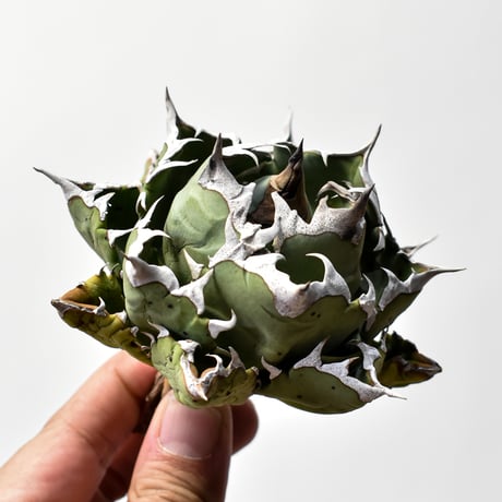 アガベチタノタ姫厳龍 | STORES