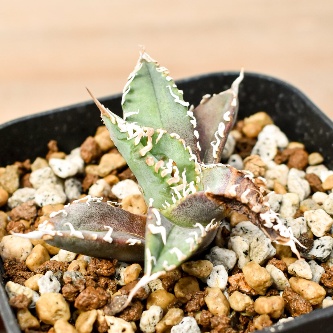 Agave titanota Godzilla　アガベ　チタノタ　ゴジラ アガベ チタノタ ゴジラ【295】 | PROTOLEAF プロトリーフ