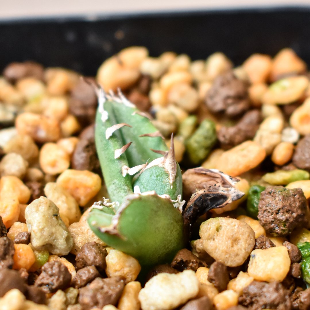 アガベ チタノタ 