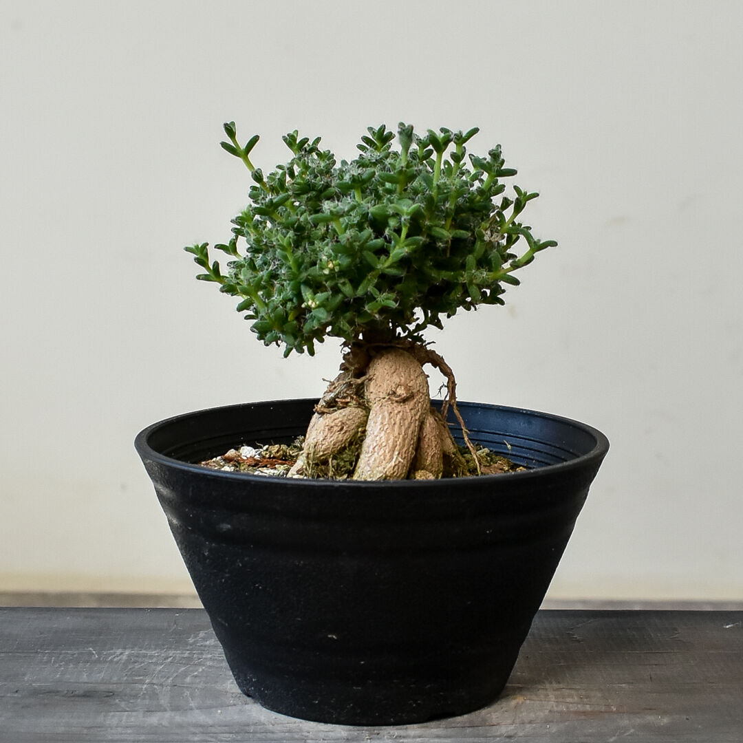 姫蘇鉄 盆栽用 変形 希少 【公式通販】