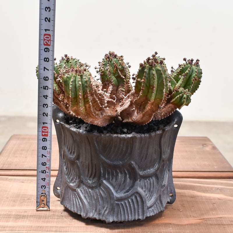 ユーフォルビア バリダ×ホリダ【発根済み】HK2400539(T) | RAFLUM