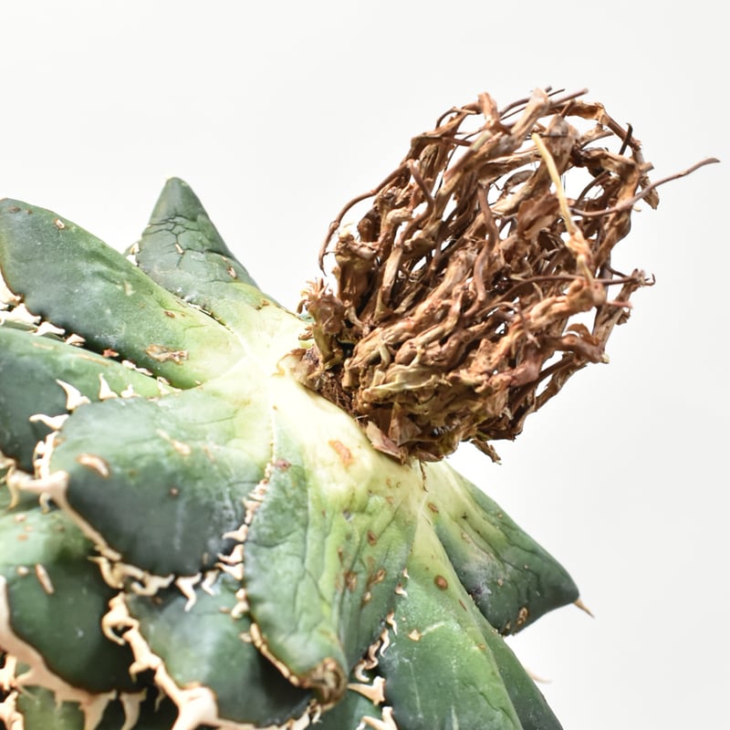 5CLAW】アガベ チタノタ 