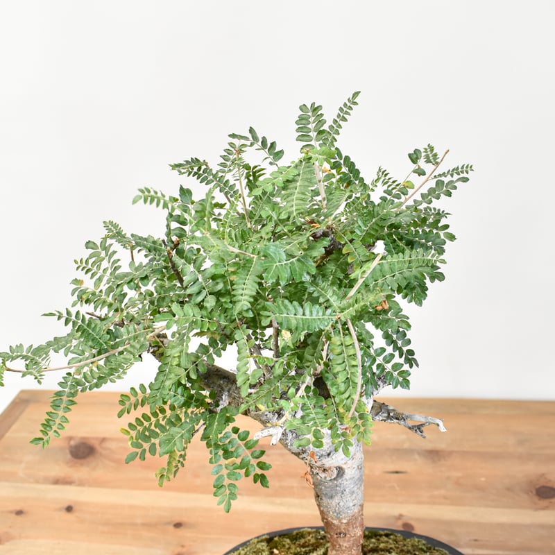 WACK” ON YOUR SIDE】ボスウェリア ネグレクタ WACK-A029 | R