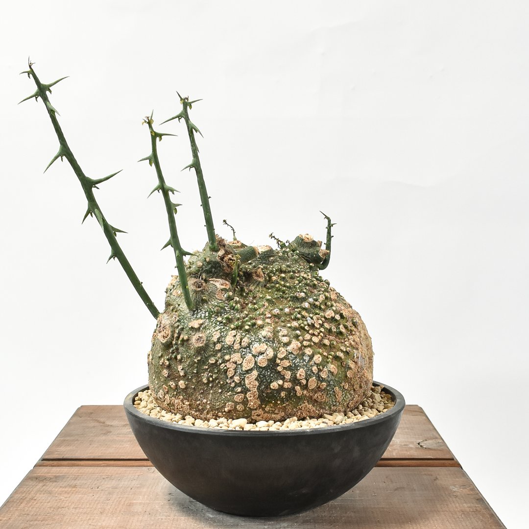 アデニア グロボーサ【発根済】HK2402630 | RAFLUM / ラフラム｜東京