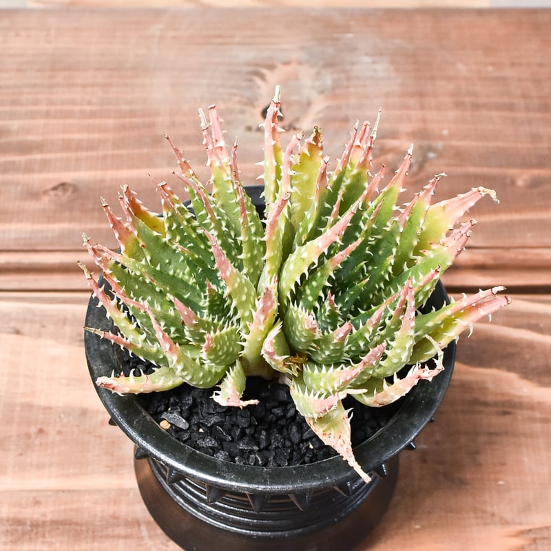 アガベ 龍牙　二頭　ダブルヘッド アガベ 龍牙 二頭 ダブルヘッド