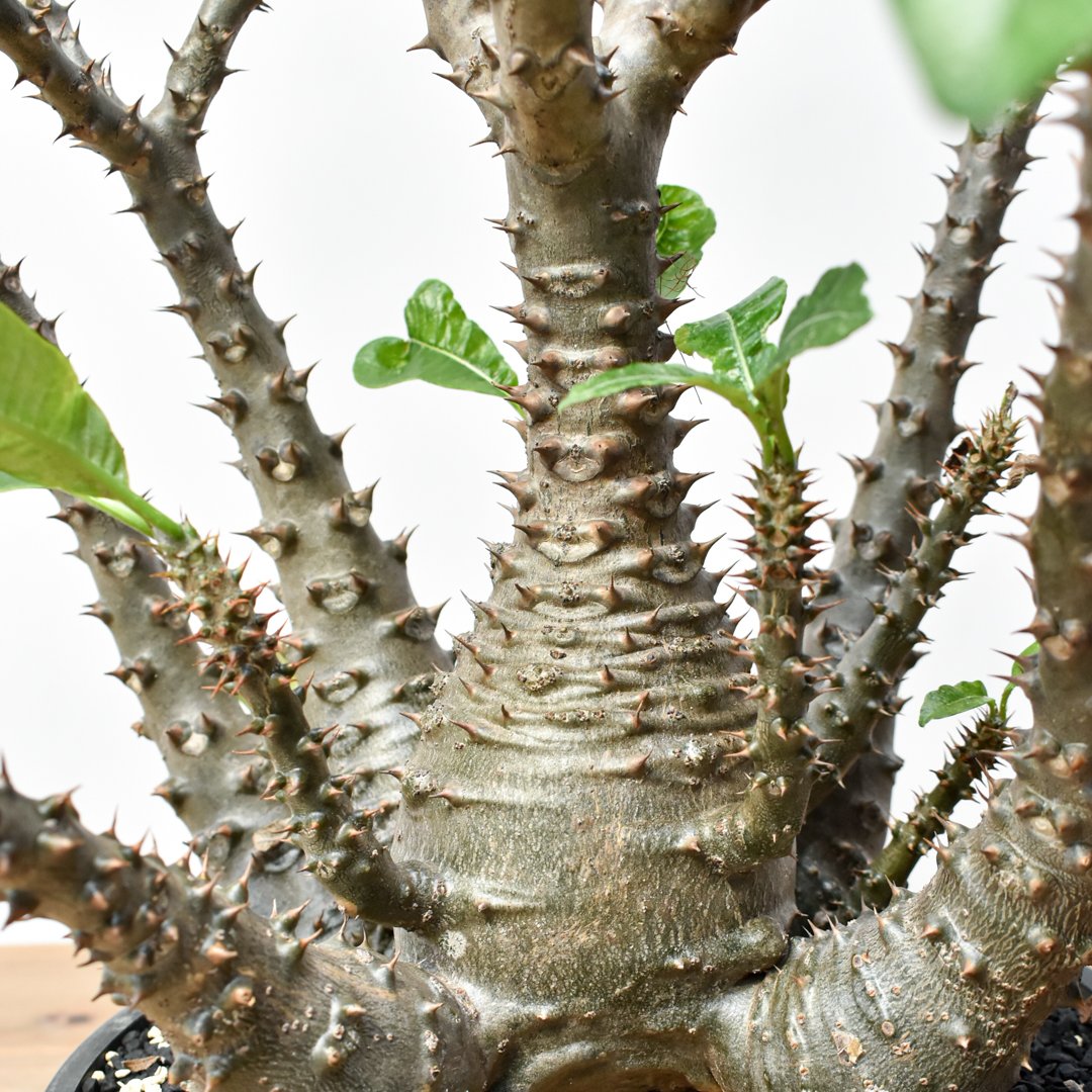 RAFLUMコレクション】パキポディウム ウィンゾリー 