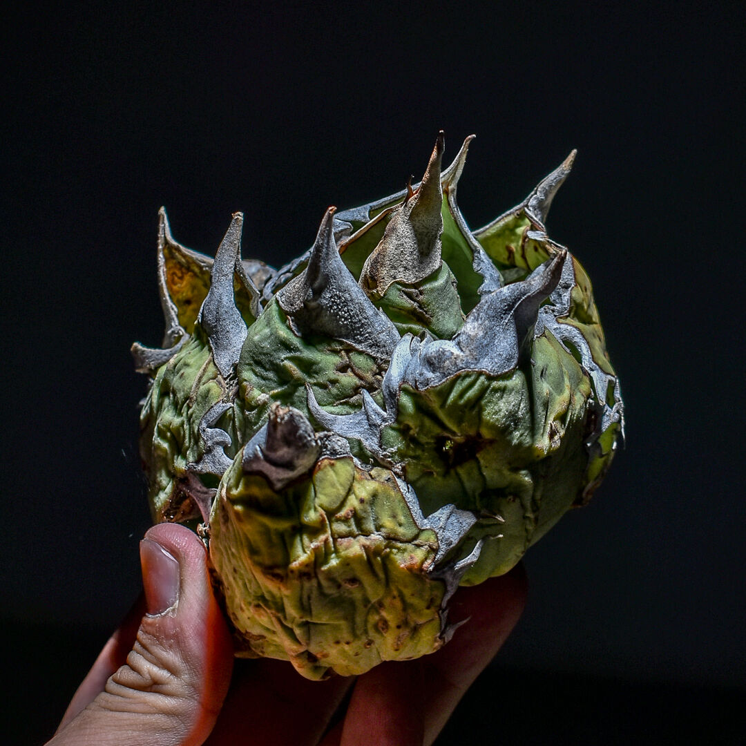 アガベ オアハカ アガベ オアハカ