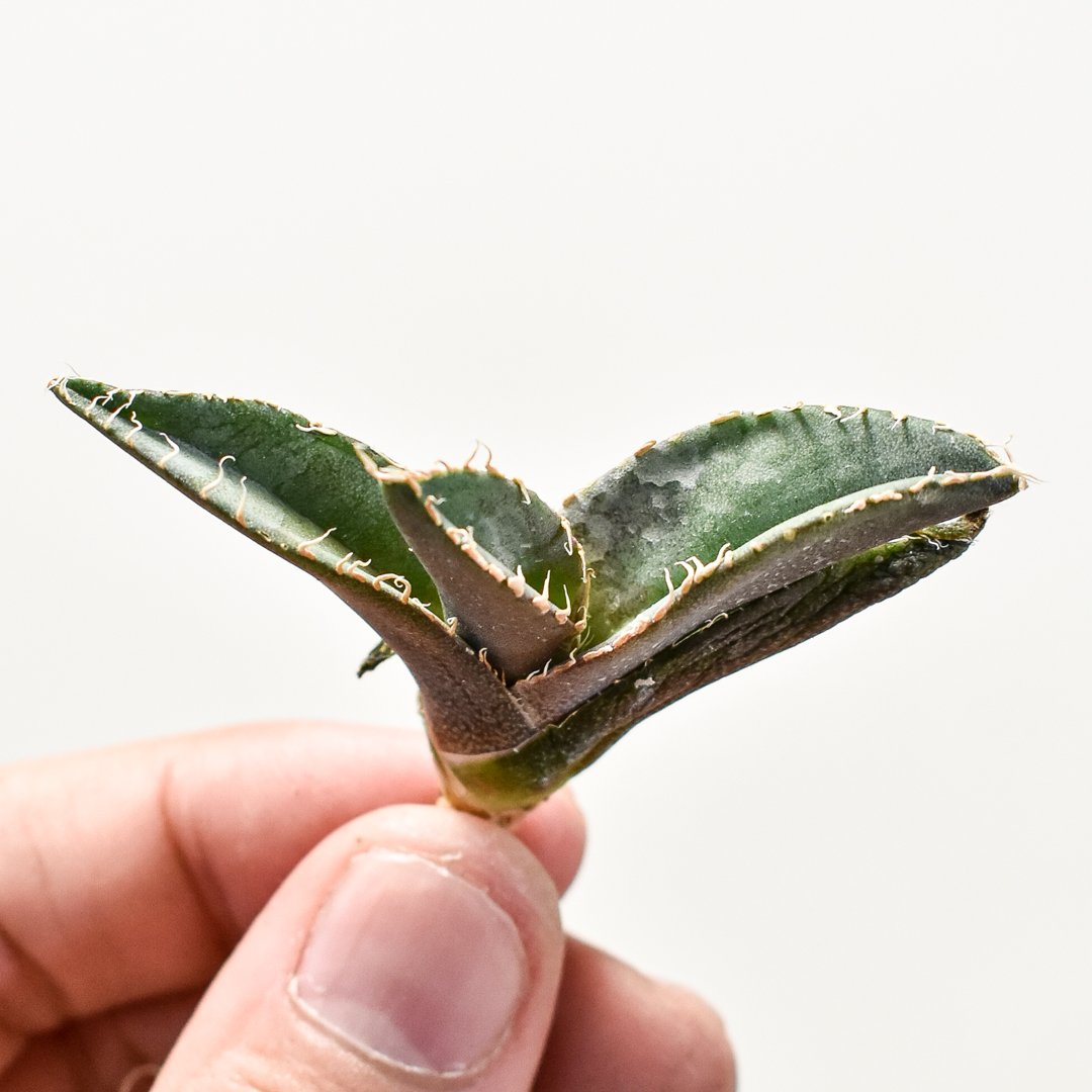 アガベ チタノタ 